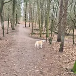 Het Veluwse Boshuisje Hond Welkom In *