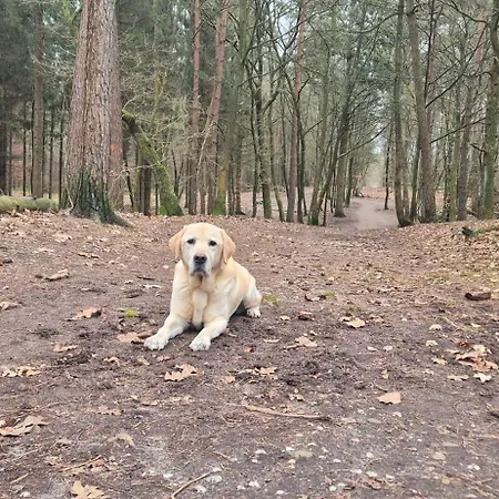 Het Veluwse Boshuisje Knus Met Omheinde Tuin Op De Veluwe Hoenderloo