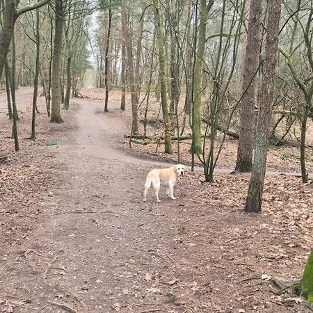 Het Veluwse Boshuisje Knus Met Omheinde Tuin Op De Veluwe *