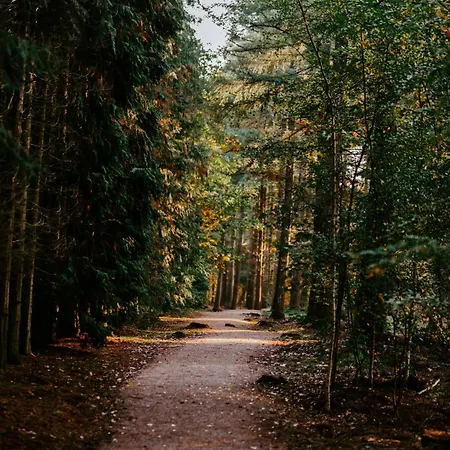 Chalet Het Veluwse Boshuisje Hond Welkom In *