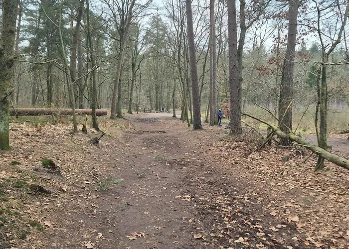 Chalet Het Veluwse Boshuisje Hond Welkom In *