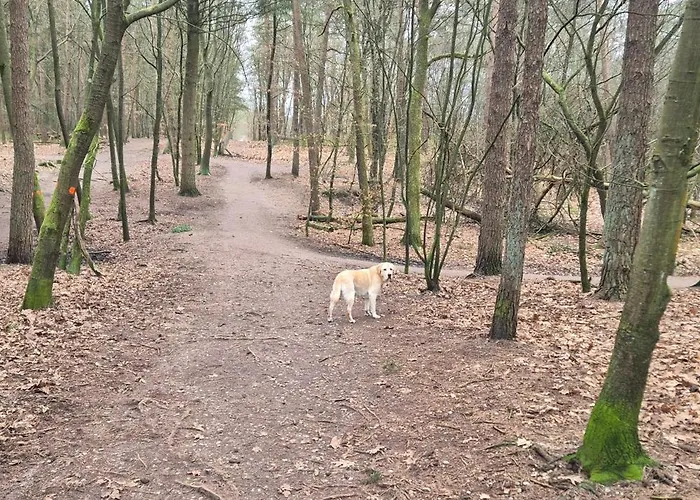 Het Veluwse Boshuisje Hond Welkom In *