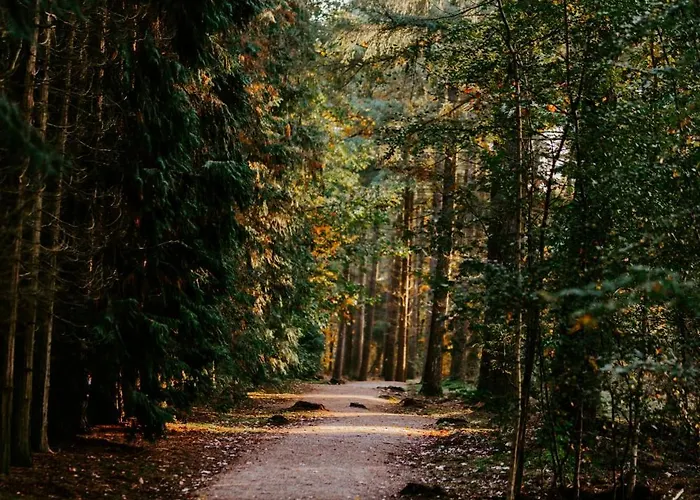 Chalet Het Veluwse Boshuisje Hond Welkom In *