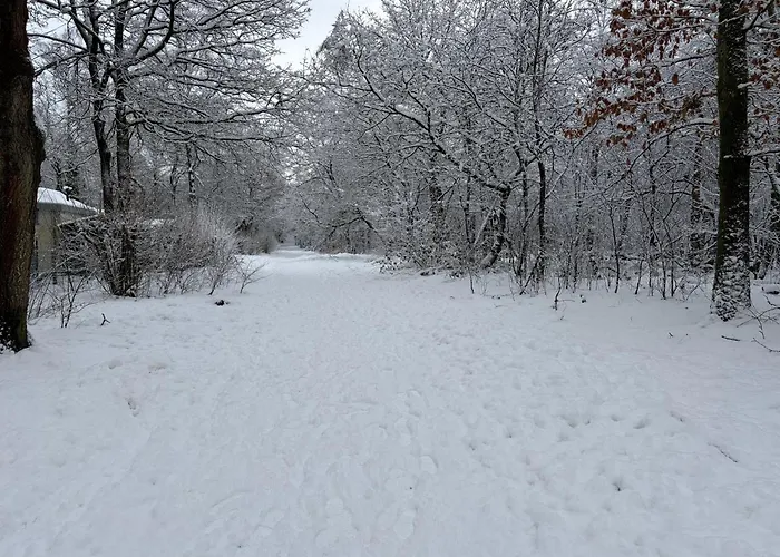 Het Veluwse Boshuisje Hond Welkom In Chalet