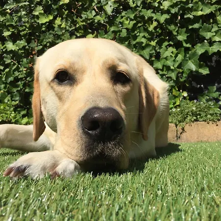 Dağ evi Het Veluwse Boshuisje Hond Welkom In *