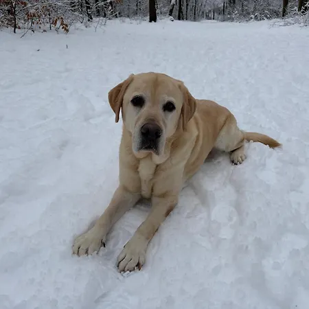 Dağ evi Het Veluwse Boshuisje Hond Welkom In Hoenderloo
