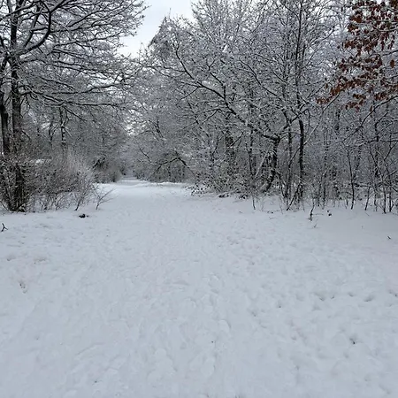 Het Veluwse Boshuisje Hond Welkom In Dağ evi