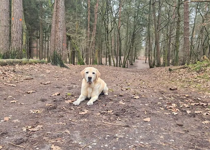 Het Veluwse Boshuisje Hond Welkom In Hoenderloo