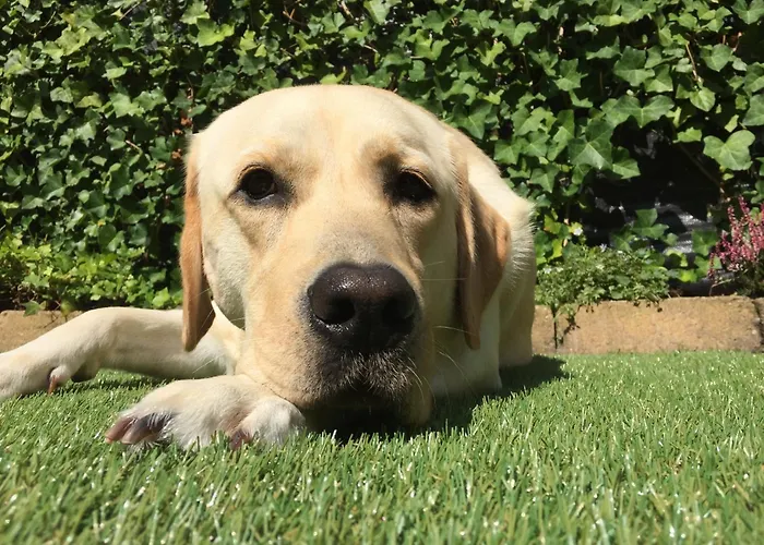 Dağ evi Het Veluwse Boshuisje Hond Welkom In *