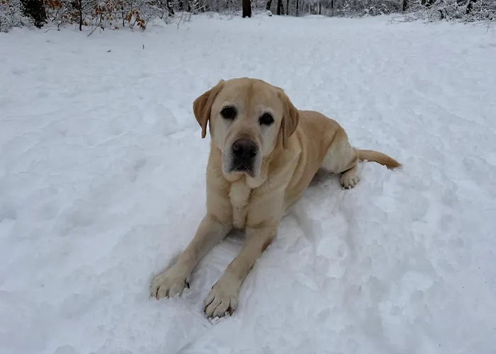 Dağ evi Het Veluwse Boshuisje Hond Welkom In Hoenderloo